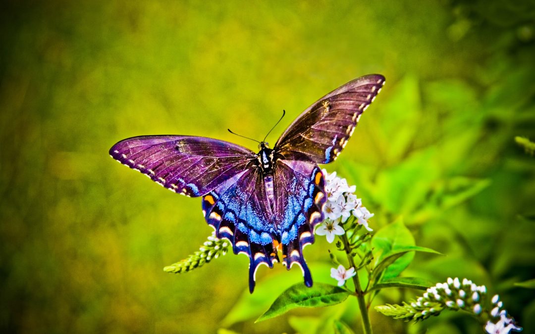 butterfly metamorphosis change life